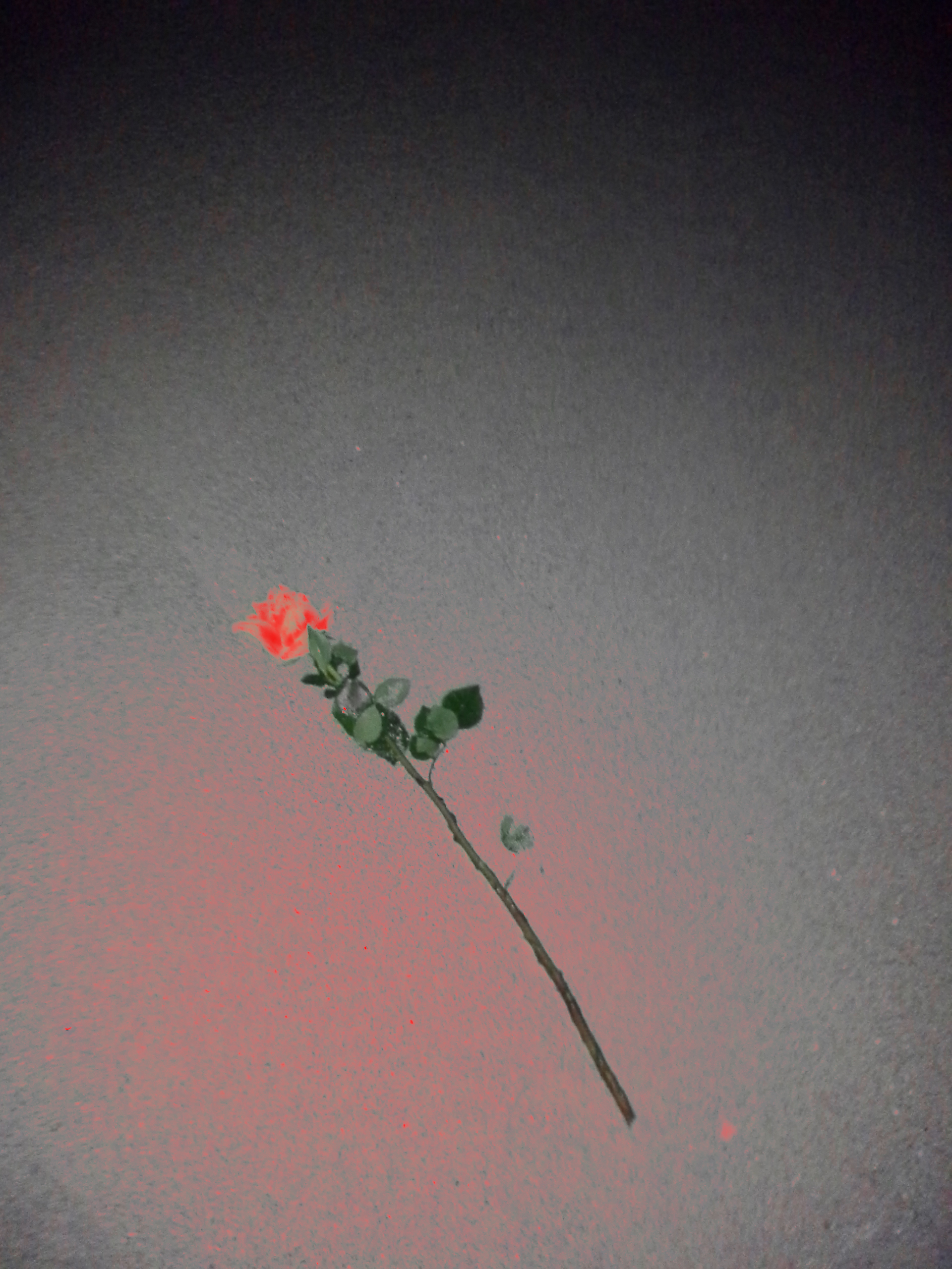 Apotheosis Rose Phase 1